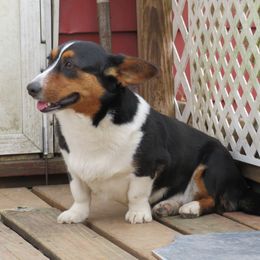 MOLLY - Cardigan Welsh Corgi