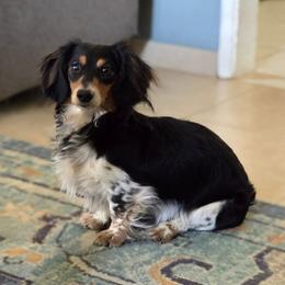Brodie - Dachshund