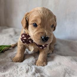 Robb - Apricot male Goldendoodle puppy in Rockledge, Florida from Bellady's Shihpoos