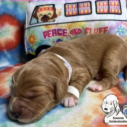 Goldendoodle Puppies from Suwanee Goldendoodles