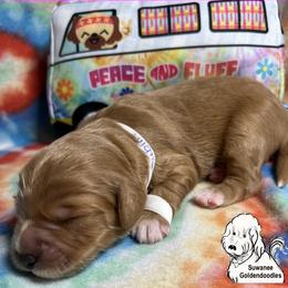 Goldendoodle Puppies from Suwanee Goldendoodles