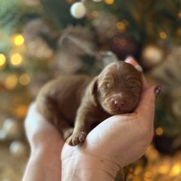 E- Red Boy - Red  male Goldendoodle puppy in Lewisville, Texas from Texas Goldendoodle Lovers