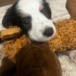 Miniature Australian Shepherd Puppies from Magnolia Aussies