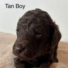 Tan Collar Boy - Brown male Poodle puppy in Colorado Springs, Colorado from Pikes Peak Doodles