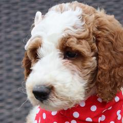 Black Collar - Parti Double Doodle puppy in Palmview, Texas from Love Me Pooch