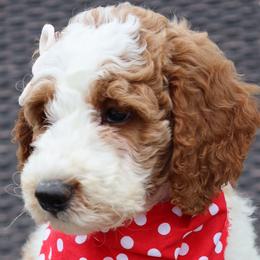 Black Collar - Parti Double Doodle puppy in Palmview, Texas from Love Me Pooch