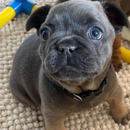 Mayhem blue fawn from OFA'd parents - Fawn male French Bulldog puppy in Billings, Montana from Montana Made Frenchies