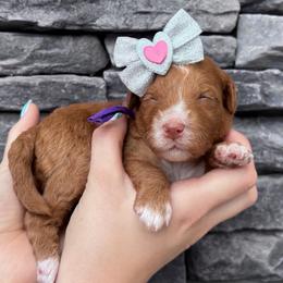 Poppi - Red  female Goldendoodle puppy in Macon County, North Carolina from Mountain Doodles