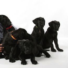 American Staffordshire Terrier and Great Dane Puppies from Unity Great Daanes