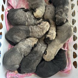 Irish Wolfhound and Pomsky Puppies from Bingo's Puppies