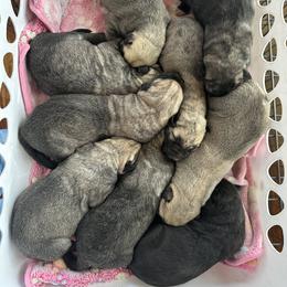 Irish Wolfhound and Pomsky Puppies from Bingo's Puppies