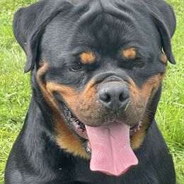 Rottweiler puppies from World Class Rottweilers And French bulldogs