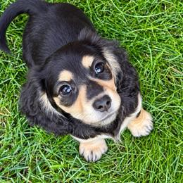 Scar - Black and cream male Dachshund puppy in Salem, Oregon from Longdox Mini Dachshunds