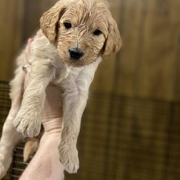 Goldendoodle Puppies from North Star Dog Training