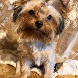 Ella - Blue and gold female Yorkshire Terrier puppy in Daggett, Michigan from Hetzel’s Enchanted Yorkies (Michigan)