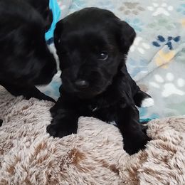 Black girl - Black female Miniature Schnauzer puppy in Kannapolis, North Carolina from Schnauzer Affinity