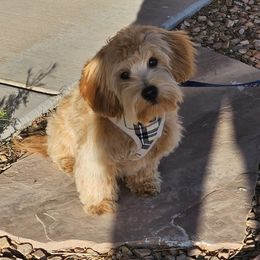 Cavapoochon Puppies from Razberry Meadows