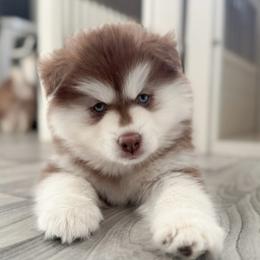 Pinto - Red and white male Pomsky puppy in Orange County, California from Pomsky Playpen