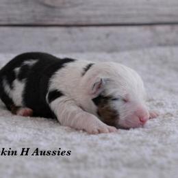 Bmf 3 - Blue merle female Toy Australian Shepherd puppy in Russellville, Arkansas from Rockin H Aussies