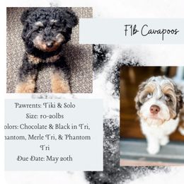 Cavapoo puppies from Doodles of Oz