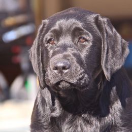 Labrador Retriever Puppies from Silver State Service Dogs, LLC