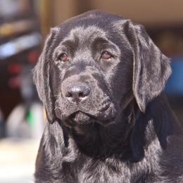 Labrador Retriever Puppies from Silver State Service Dogs, LLC