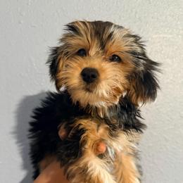 Linda - Black and gold female Yorkipoo puppy in Gilbert, Arizona from Yorkie Your Soulmate Puppy