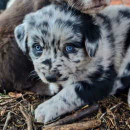 Australian Shepherd Puppies from Southern Boy Blues Aussies