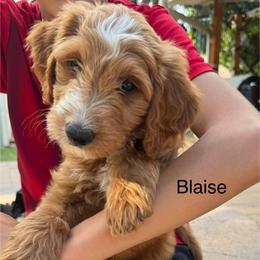 Blaise - Red  male Goldendoodle puppy in Golden, Colorado from Golden Mesa Doodles