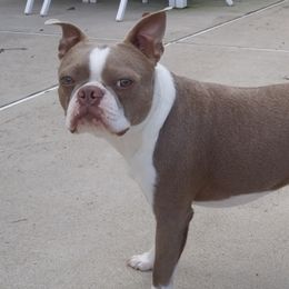 Boston Terriers from Meatloaf's Boston