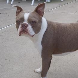Boston Terriers from Meatloaf's Boston