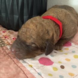 Red Boy - Sedge male Chesapeake Bay Retriever puppy in Lewiston, Utah from Bellus Chesapeakes