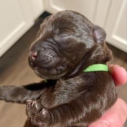 Ernest - Liver male Miniature Schnauzer puppy in Interlachen, Florida from Pam's Schnauzers