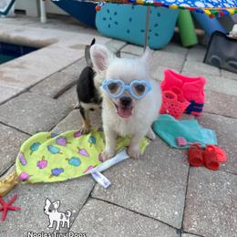 Cadbury 3,500 - White male Chihuahua puppy in Naples, Florida from Naples Tiny Dogs
