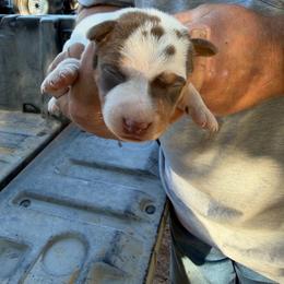 Girl 1 - Brown and white female Jack Russell Terrier puppy in Maysville, Oklahoma from MO’s Jack Russells