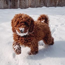 Goldendoodle Puppies from The Doodle Doggies