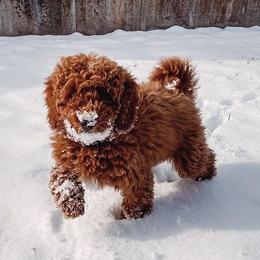 Goldendoodle Puppies from The Doodle Doggies