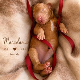 Macadamia - Red  female Goldendoodle puppy in Miami, Florida from Jade’s Paws & Co. Of Miami LLC