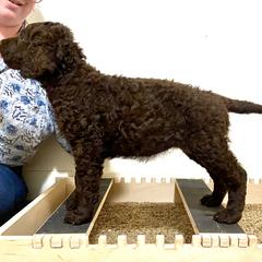 Egret - Liver female Curly-Coated Retriever puppy in Salt Lake City, Utah from Betacoil Curly Coated Retrievers