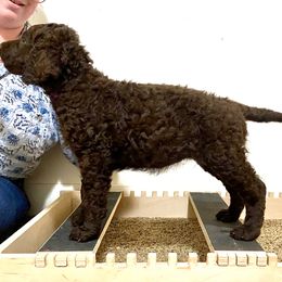 Egret - Liver female Curly-Coated Retriever puppy in Salt Lake City, Utah from Betacoil Curly Coated Retrievers