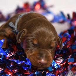 Boy 3 - Red and rust male Doberman Pinscher puppy in Overton, Texas from Obsidian Kennel