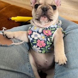 French Bulldog Puppies from The Midwest Frenchies