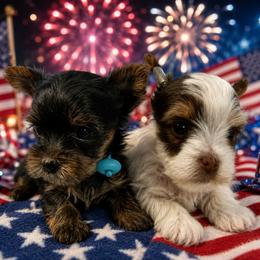 Yorkshire Terrier Puppies from Frances Hodges