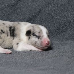 Eeney - Blue merle male Border Collie puppy in Richmond, Maine from Lil Maine Border Collies