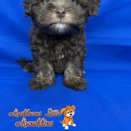 BLITZ - Chocolate sable male Havapoo puppy in Pisgah, Alabama from Mashburns Little Munchkins
