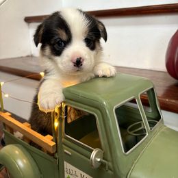 Blue Collar - Black and tan male Pembroke Welsh Corgi puppy in Abingdon, Virginia from Em-K Kennels
