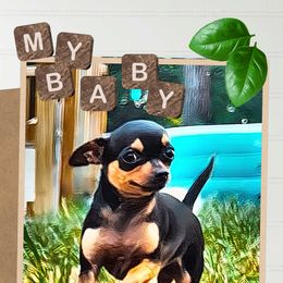 Minn - Chihuahua