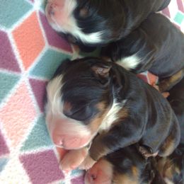 Bernese Mountain Dog Puppies from Brookwood Bernese Mountain Dogs
