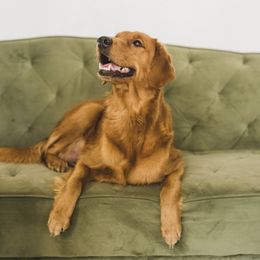 Gilly - Golden Retriever