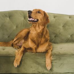 Gilly - Golden Retriever